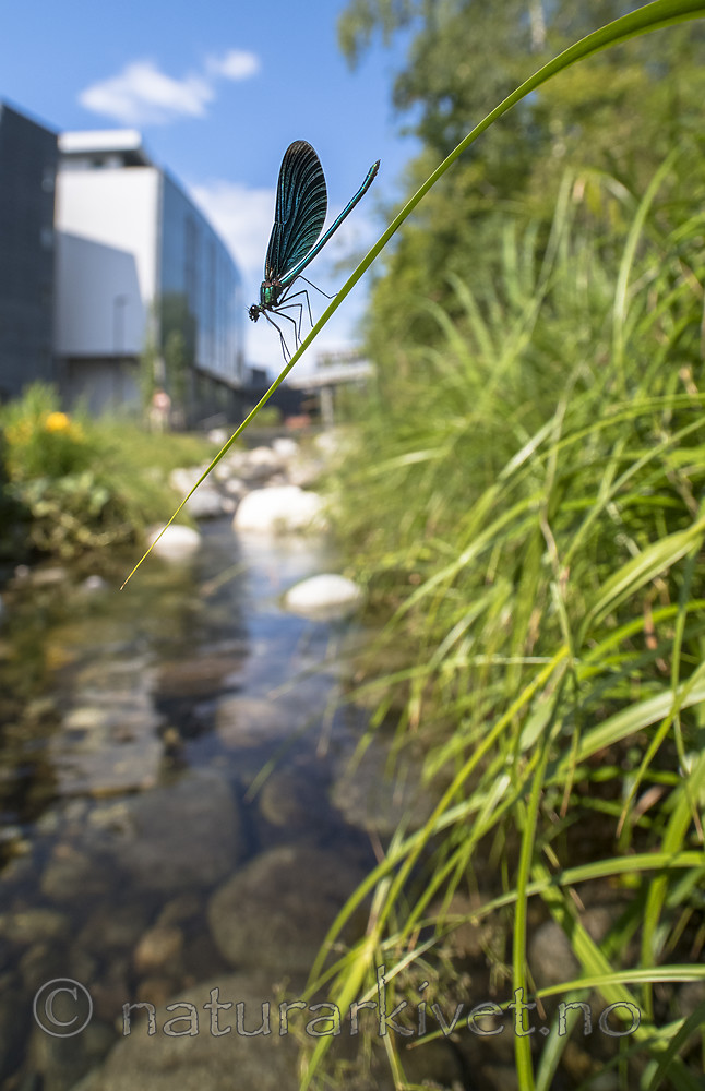 BB_20180712_0331 / Calopteryx virgo / Blåvingevannymfe