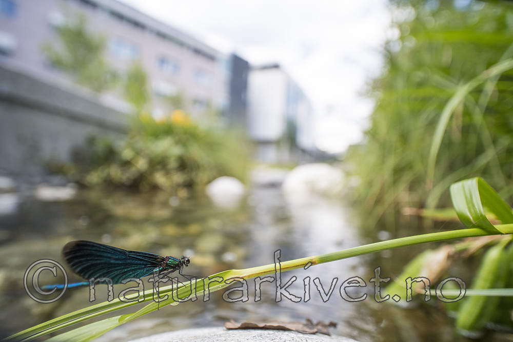 BB_20180712_0475 / Calopteryx virgo / Blåvingevannymfe