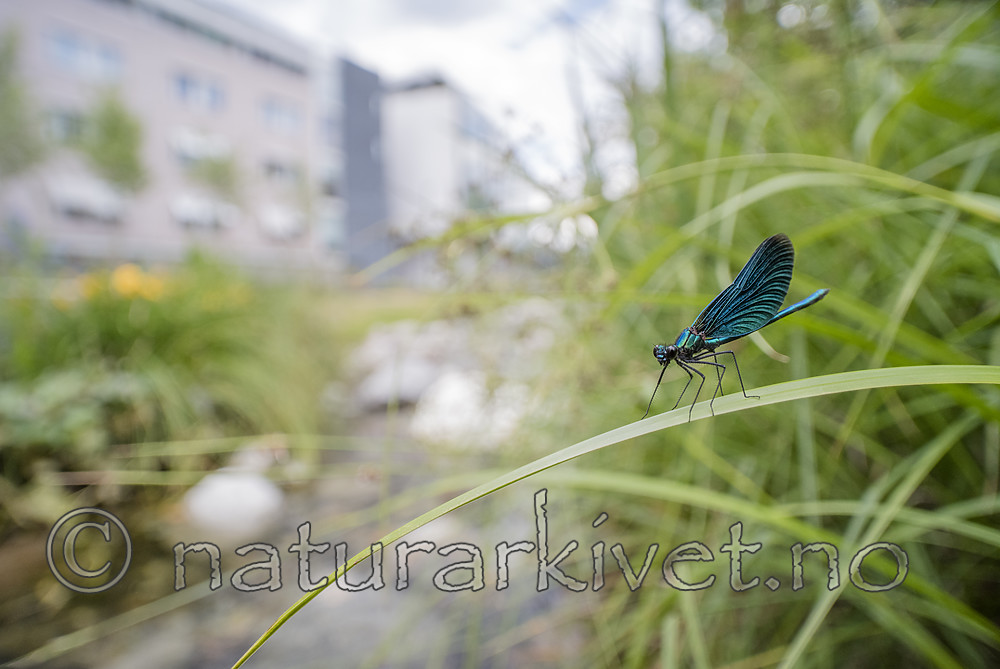 BB_20180712_0507 / Calopteryx virgo / Blåvingevannymfe