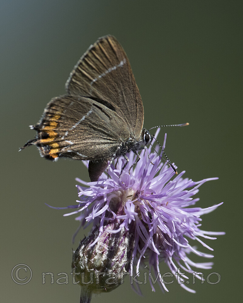 BB_20180715_0251 / Cirsium arvense / åkertistel <br /> Satyrium w-album / Almestjertvinge