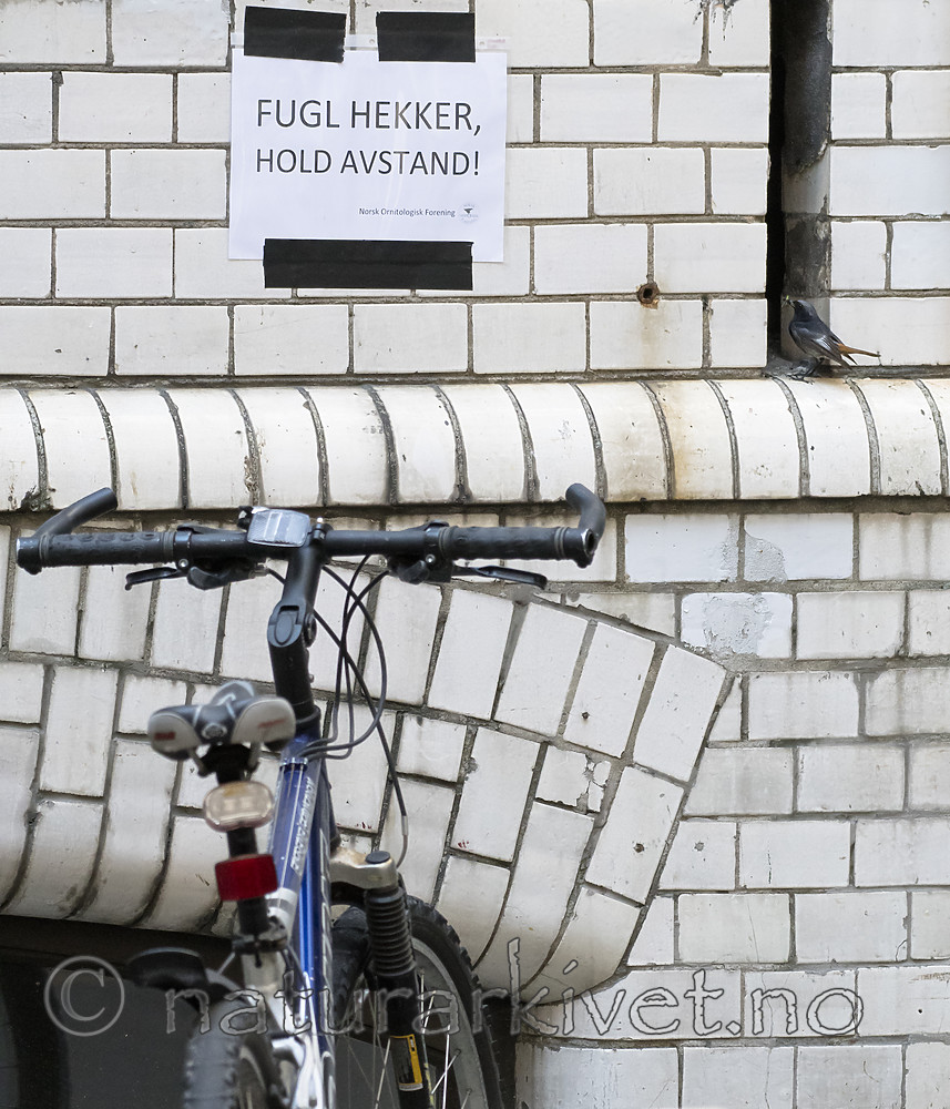 BB_20180720_0040 / Phoenicurus ochruros / Svartrødstjert