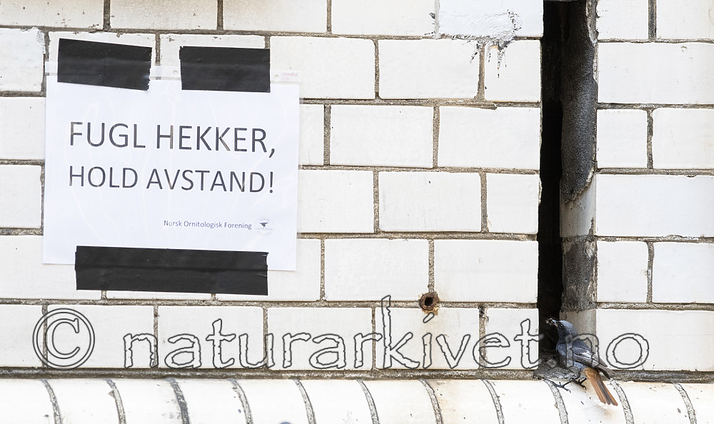 BB_20180720_0053 / Phoenicurus ochruros / Svartrødstjert