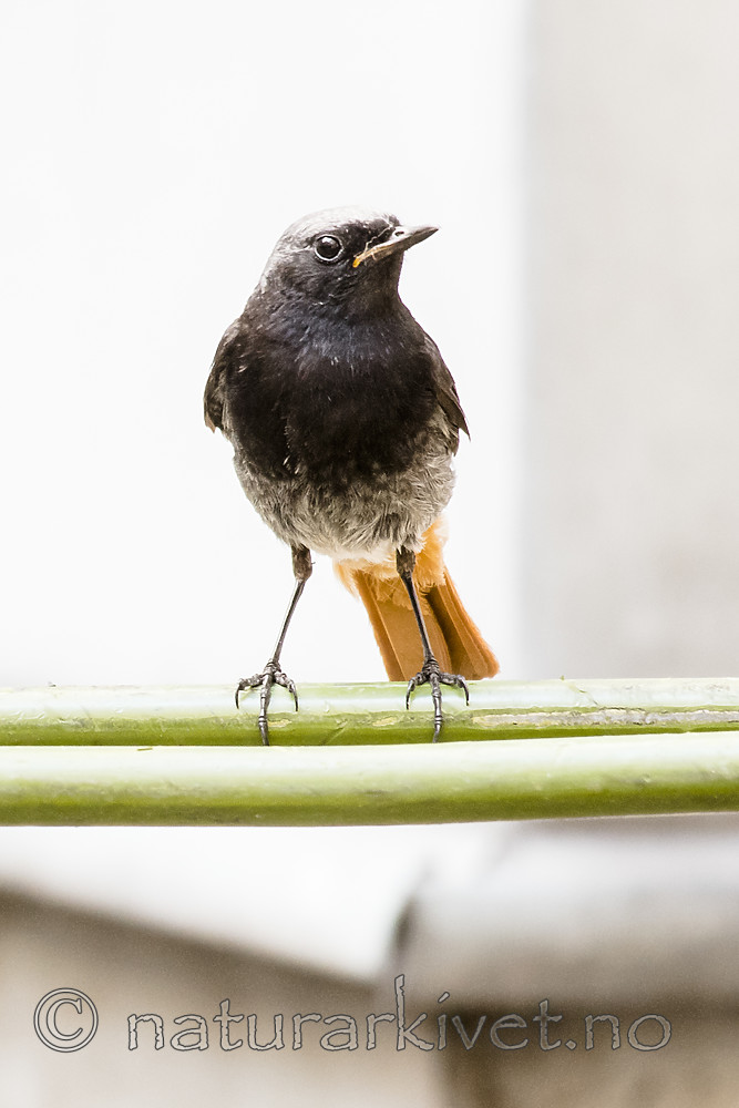 BB_20180720_0068 / Phoenicurus ochruros / Svartrødstjert