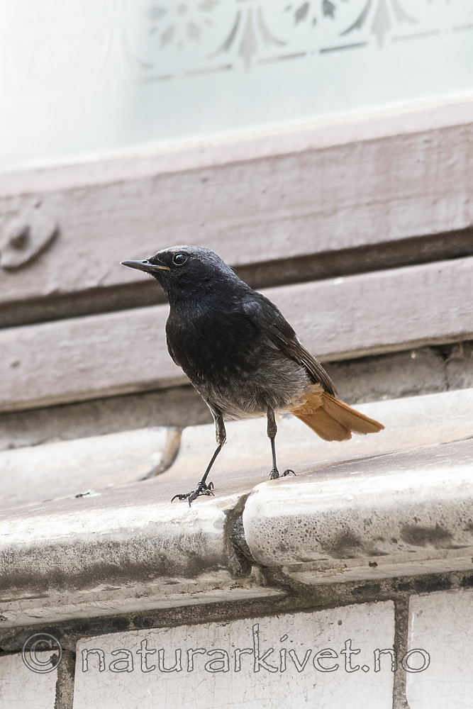 BB_20180720_0076 / Phoenicurus ochruros / Svartrødstjert