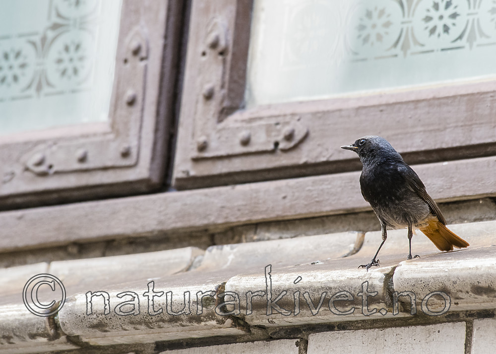 BB_20180720_0078 / Phoenicurus ochruros / Svartrødstjert