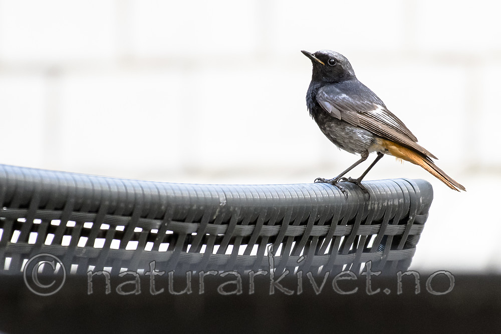 BB_20180720_0103 / Phoenicurus ochruros / Svartrødstjert