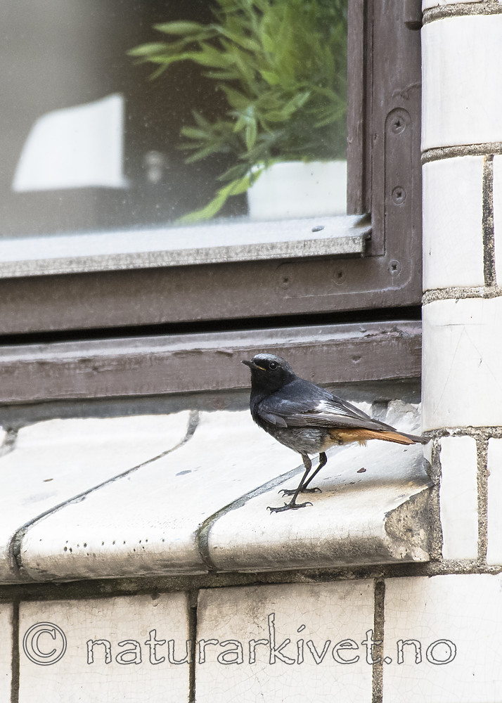 BB_20180720_0108 / Phoenicurus ochruros / Svartrødstjert