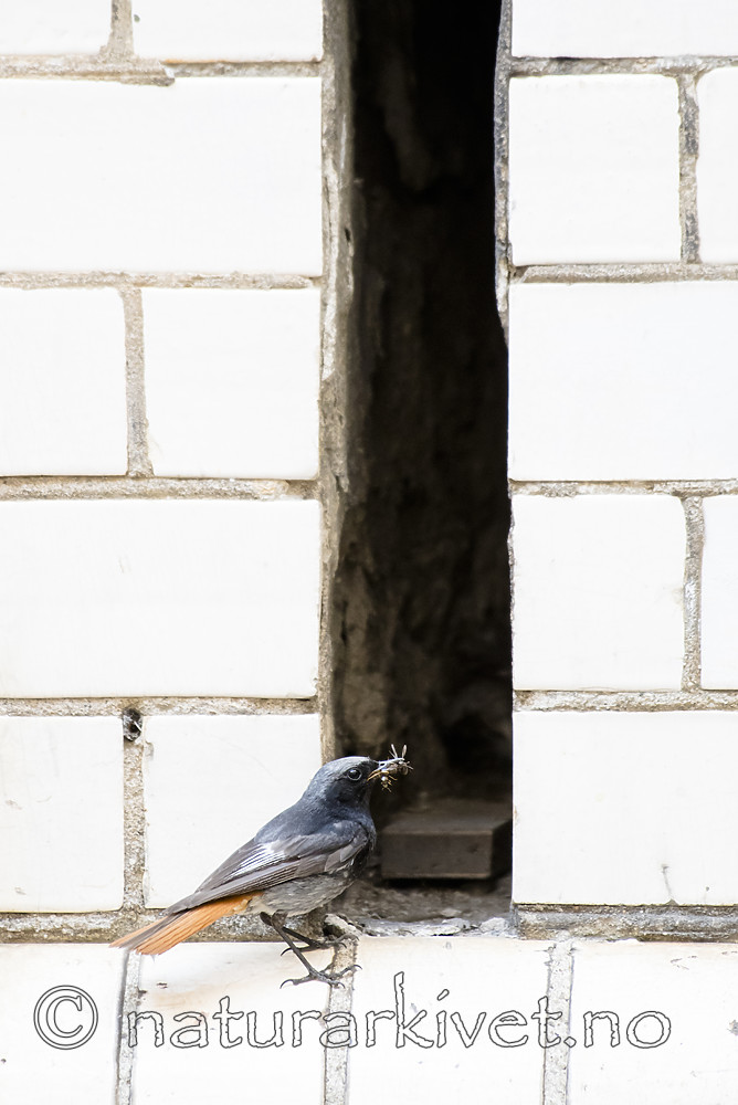 BB_20180720_0117 / Phoenicurus ochruros / Svartrødstjert