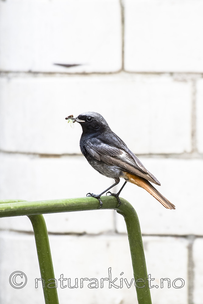 BB_20180720_0136 / Phoenicurus ochruros / Svartrødstjert