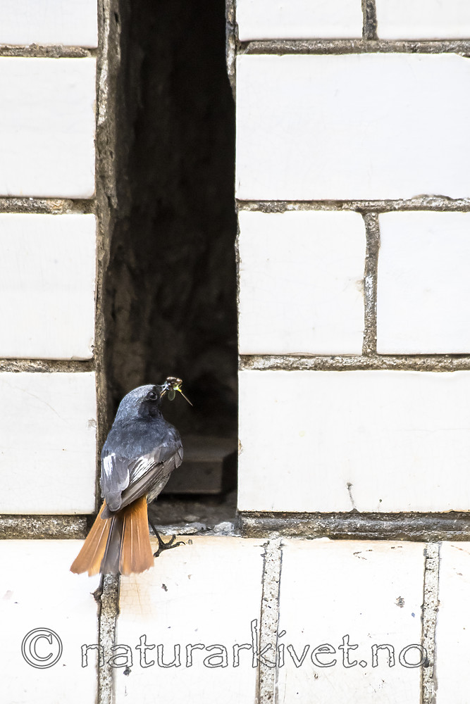 BB_20180720_0139 / Phoenicurus ochruros / Svartrødstjert