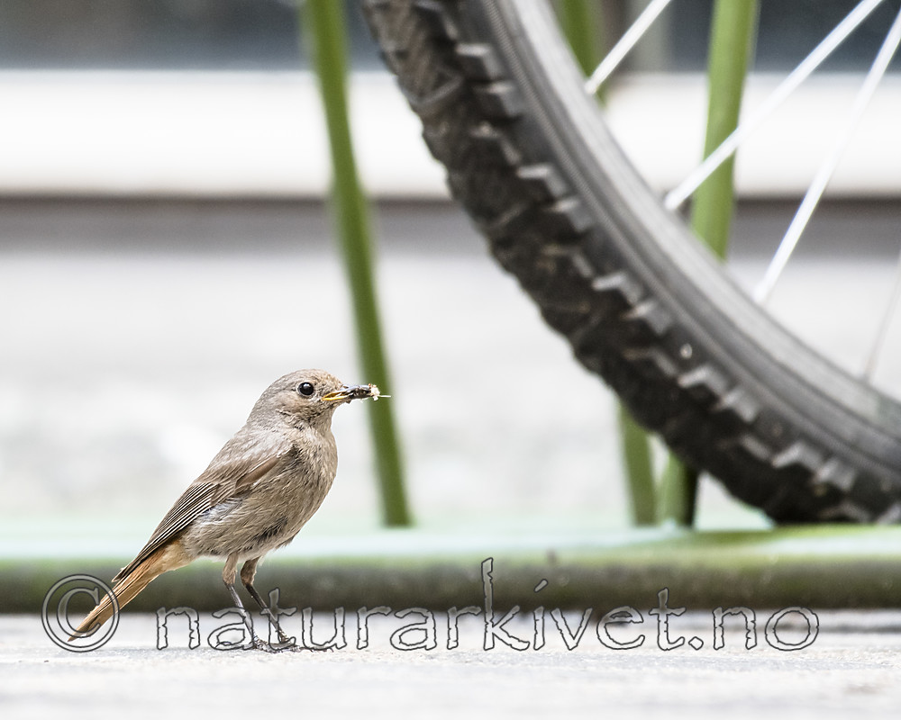 BB_20180720_0152 / Phoenicurus ochruros / Svartrødstjert