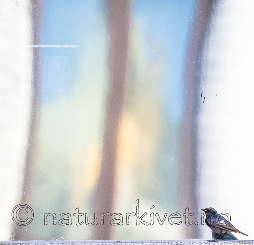 BB_20180720_0163 / Phoenicurus ochruros / Svartrødstjert