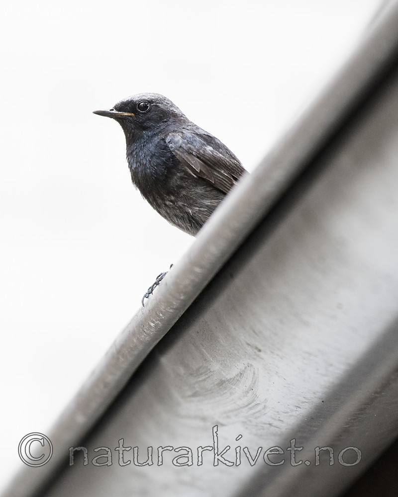 BB_20180720_0178 / Phoenicurus ochruros / Svartrødstjert