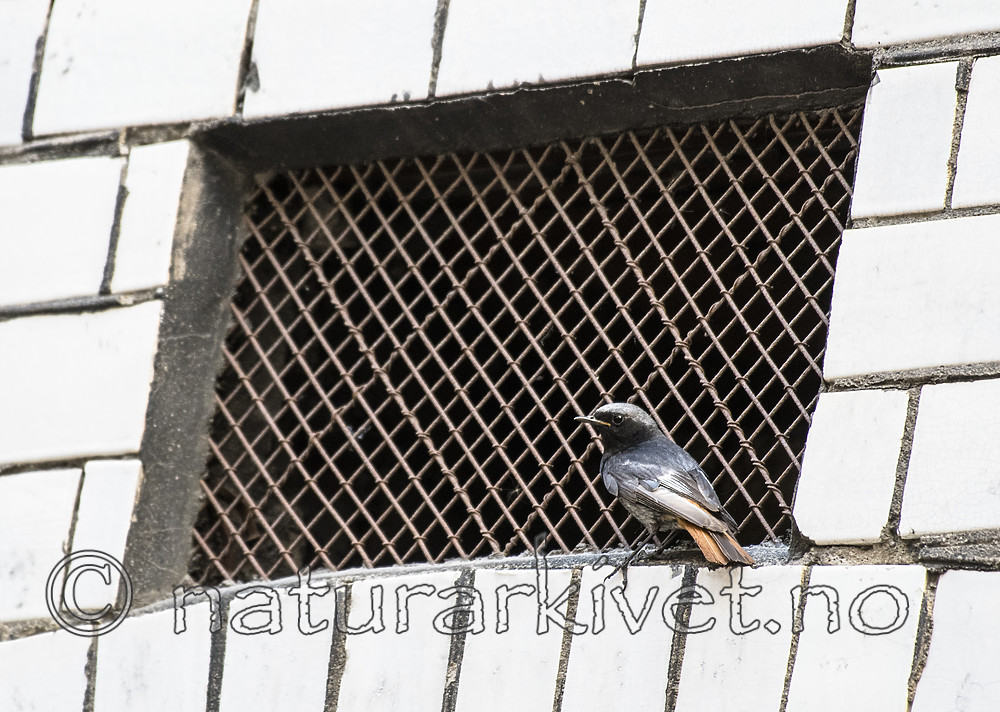 BB_20180720_0182 / Phoenicurus ochruros / Svartrødstjert