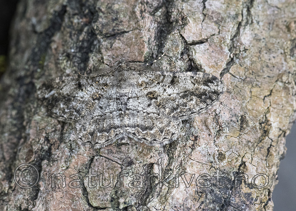 BB_20180722_0001 / Peribatodes rhomboidaria / Grå barkmåler