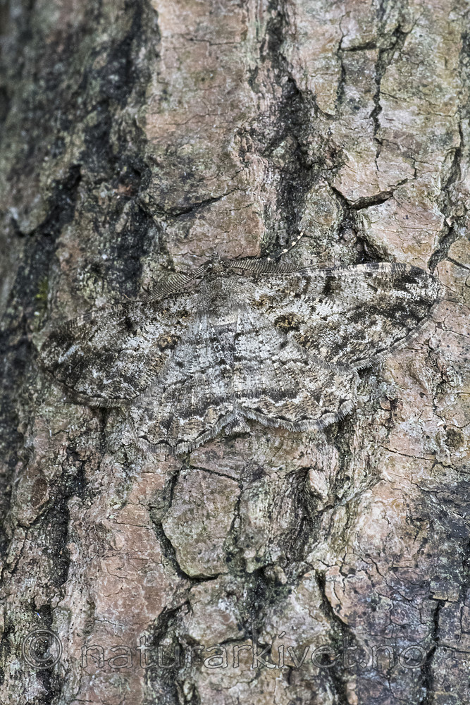 BB_20180722_0017 / Peribatodes rhomboidaria / Grå barkmåler