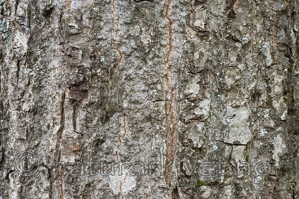 BB_20180722_0061 / Peribatodes rhomboidaria / Grå barkmåler