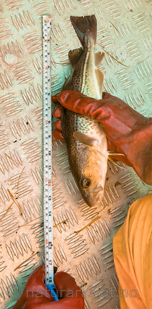 BB_20180923_0230 / Gadus morhua / Torsk