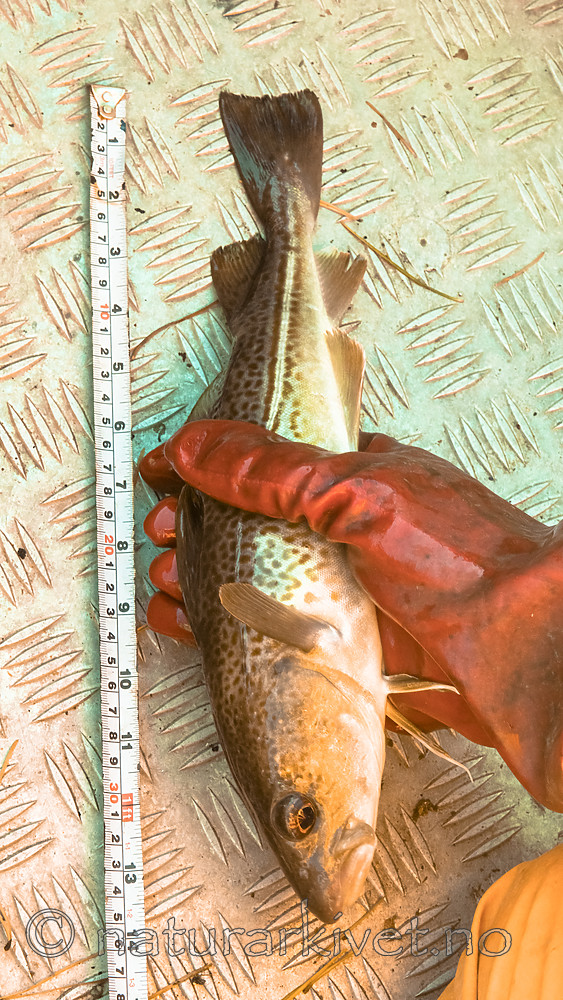 BB_20180923_0233 / Gadus morhua / Torsk