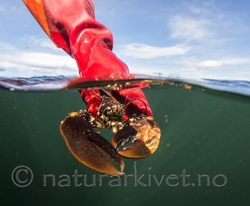 BB_20180923_0256 / Homarus gammarus / Hummer