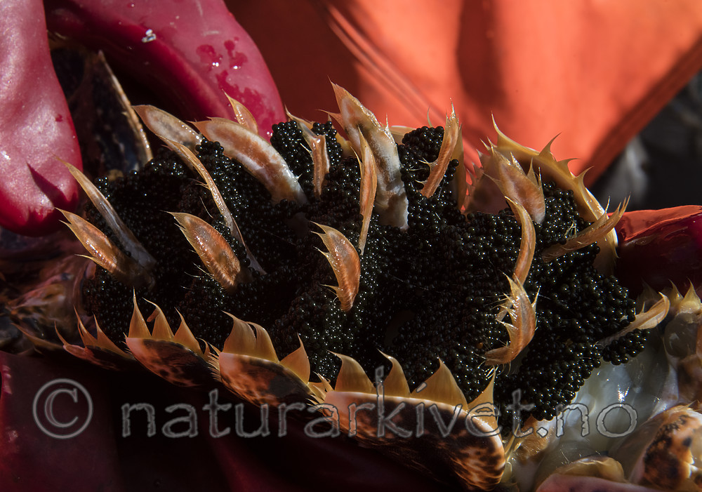 BB_20180923_0398 / Homarus gammarus / Hummer <br /> Sorbus aucuparia / Rogn