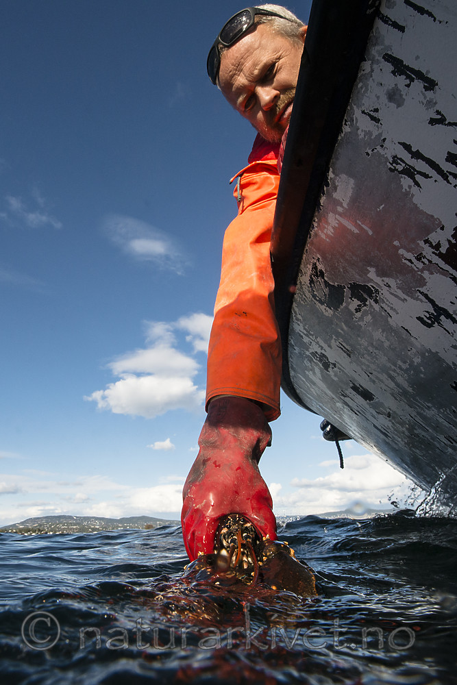 BB_20180923_0510 / Homarus gammarus / Hummer