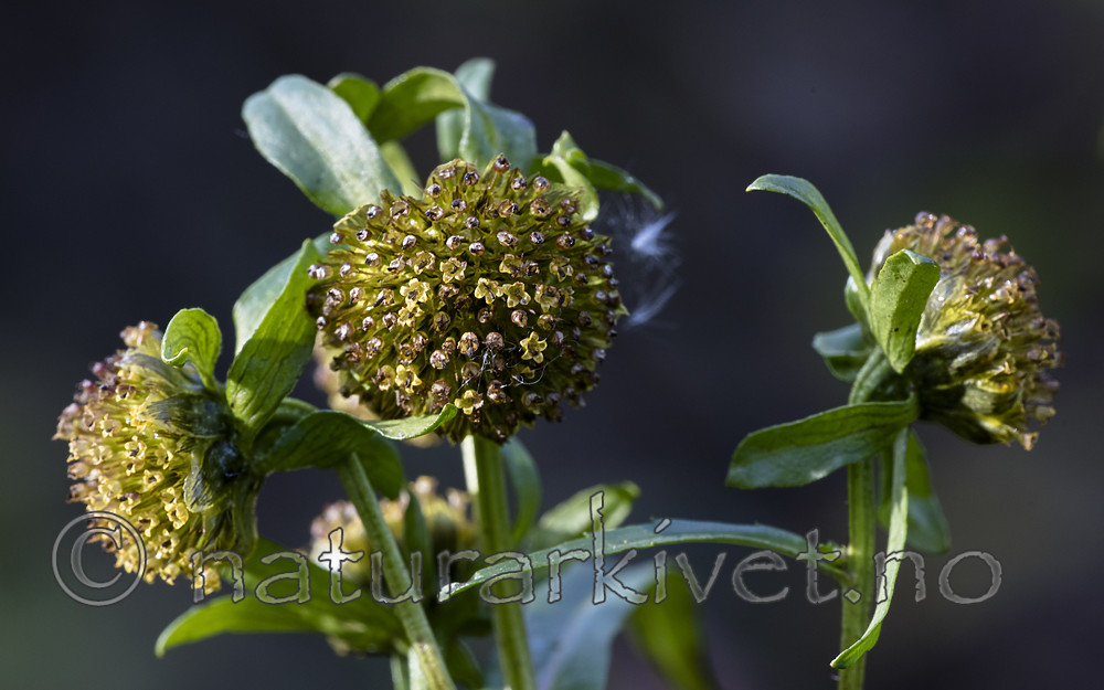 BB_20181007_0095 / Bidens cernua / Nikkebrønsle