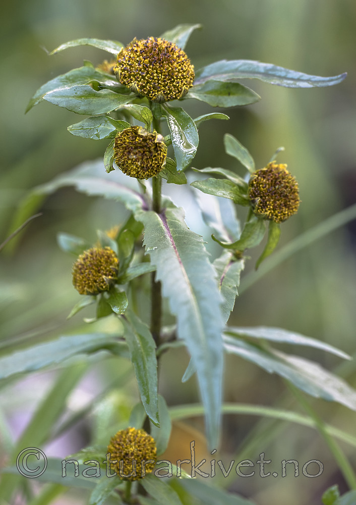 BB_20181007_0097 / Bidens cernua / Nikkebrønsle