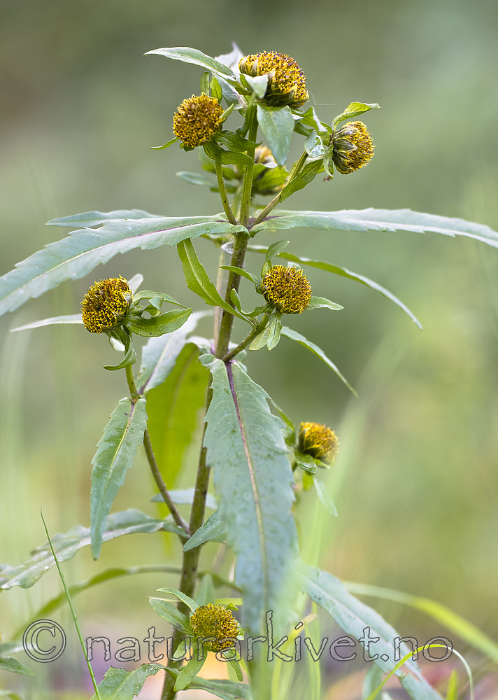 BB_20181007_0108 / Bidens cernua / Nikkebrønsle
