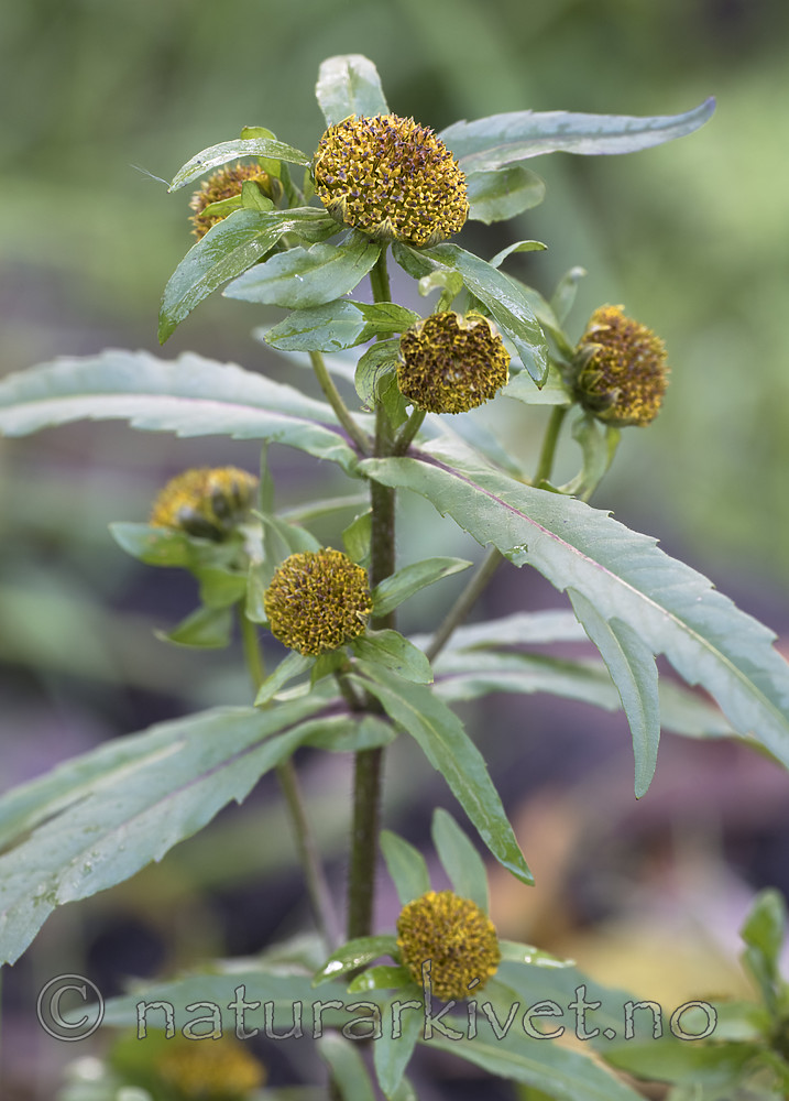 BB_20181007_0117 / Bidens cernua / Nikkebrønsle