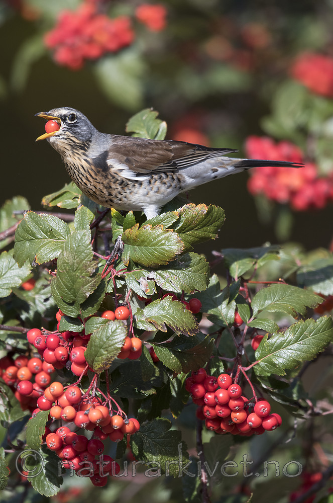 BB_20181007_0162 / Sorbus hybrida / Rognasal <br /> Turdus pilaris / Gråtrost