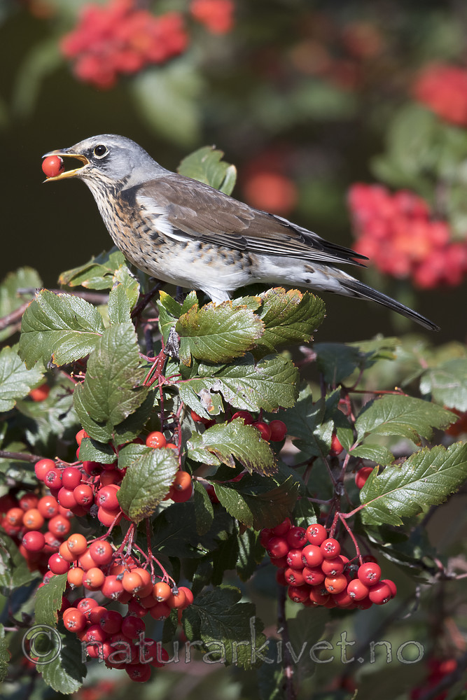 BB_20181007_0168 / Sorbus hybrida / Rognasal <br /> Turdus pilaris / Gråtrost
