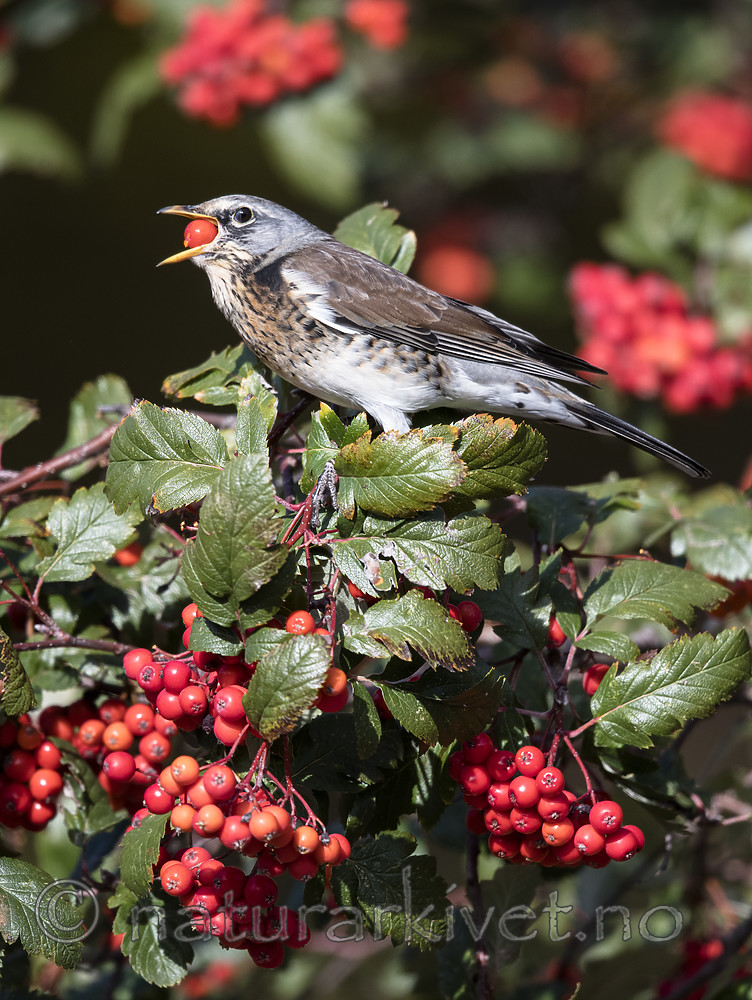 BB_20181007_0172 / Sorbus hybrida / Rognasal <br /> Turdus pilaris / Gråtrost
