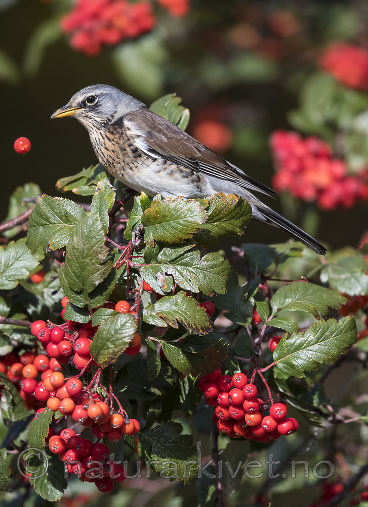 BB_20181007_0174 / Sorbus hybrida / Rognasal <br /> Turdus pilaris / Gråtrost