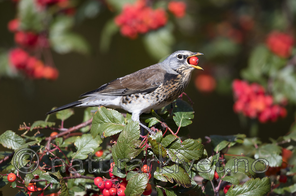 BB_20181007_0204 / Sorbus hybrida / Rognasal <br /> Turdus pilaris / Gråtrost