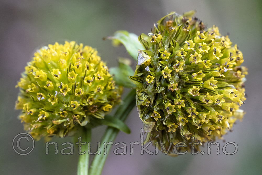 BB_20181008_0032 / Bidens cernua / Nikkebrønsle