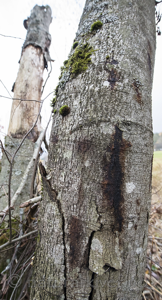 BB_20181014_0071 / Alnus incana / Gråor