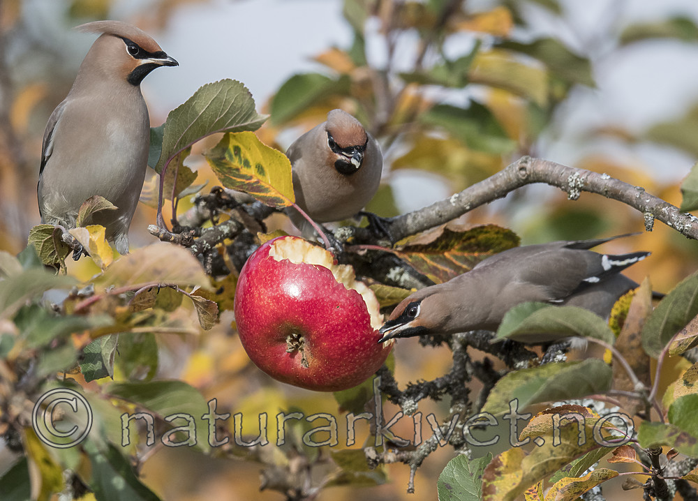 BB_20181021_0202 / Bombycilla garrulus / Sidensvans <br /> Malus ×domestica / Eple
