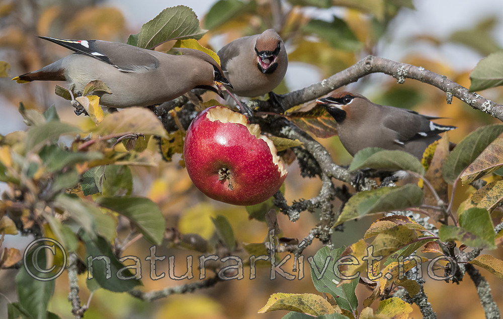 BB_20181021_0205 / Bombycilla garrulus / Sidensvans <br /> Malus ×domestica / Eple