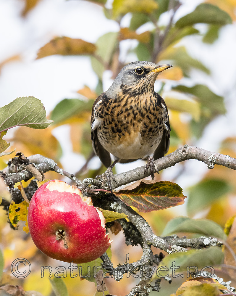 BB_20181021_0215 / Malus ×domestica / Eple <br /> Turdus pilaris / Gråtrost