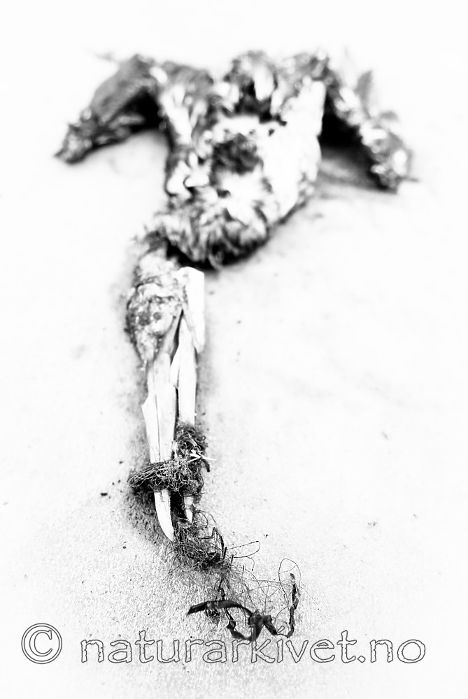 BB_20181021_0255 / Morus bassanus / Havsule