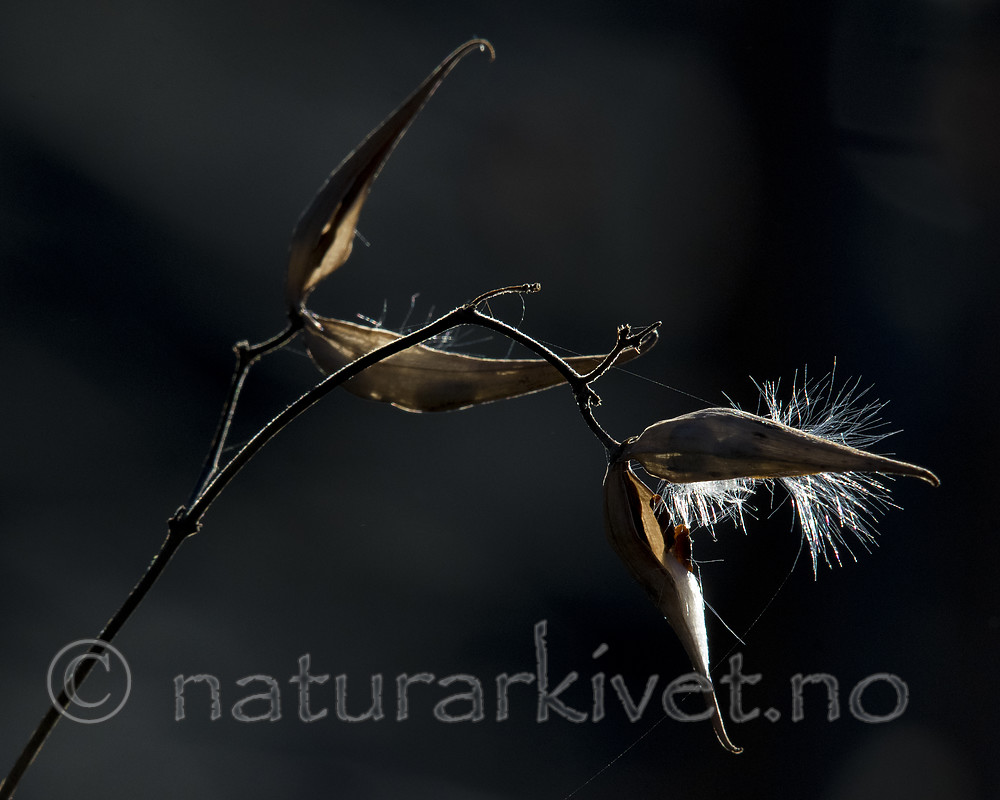 BB_20181023_0029 / Vincetoxicum rossicum / Russesvalerot