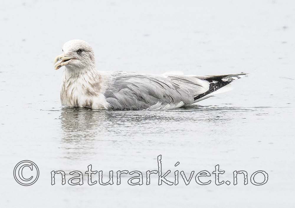 BB_20181111_0152 / Larus argentatus / Gråmåke