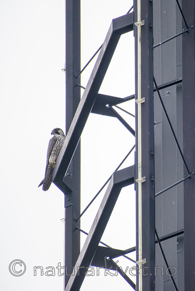 BB_20181115_0087-2 / Falco peregrinus / Vandrefalk