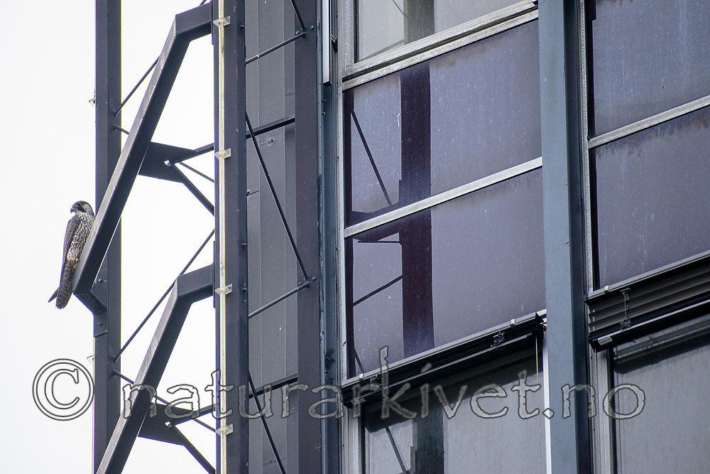 BB_20181115_0087-3 / Falco peregrinus / Vandrefalk