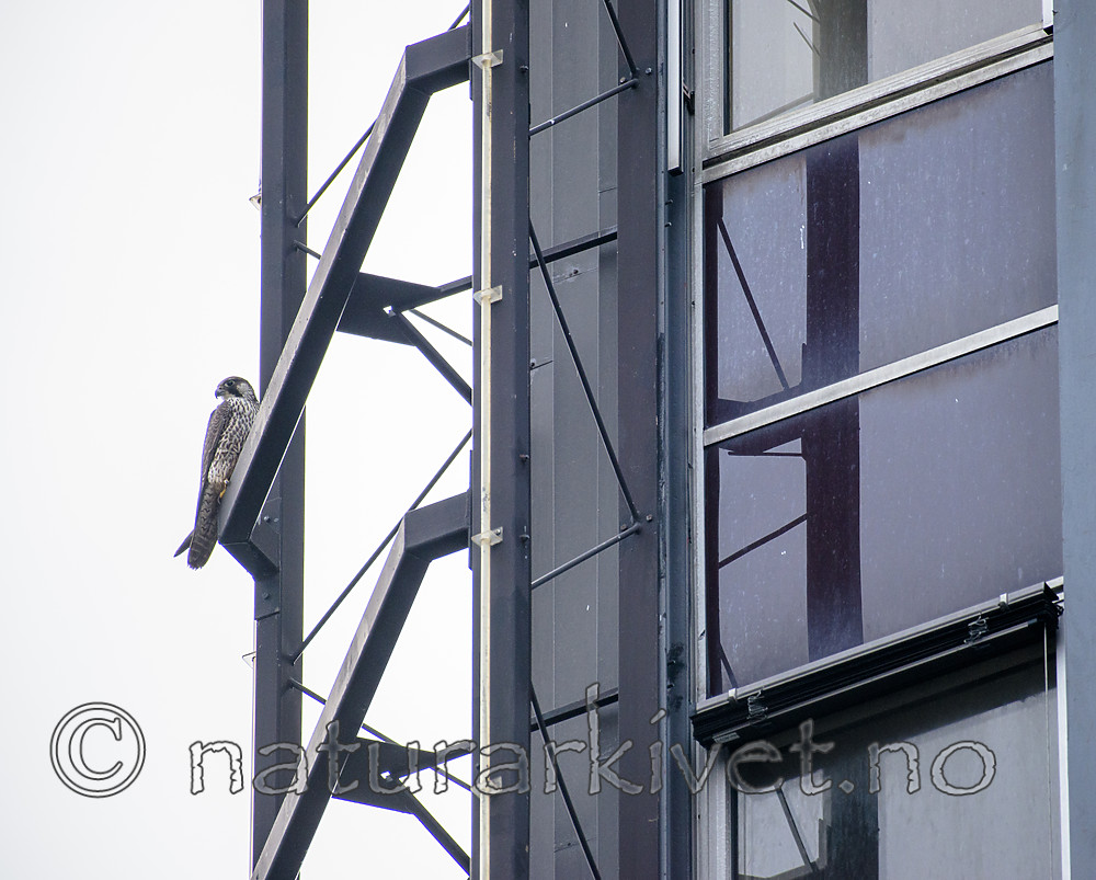 BB_20181115_0087 / Falco peregrinus / Vandrefalk