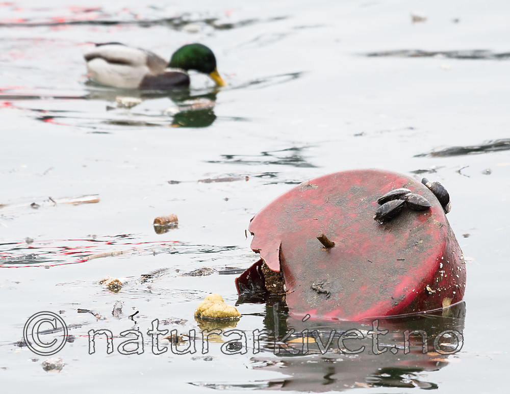 BB_20181202_0039 / Anas platyrhynchos / Stokkand <br /> Mytilus edulis / Blåskjell