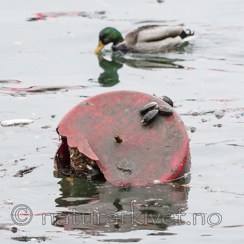 BB_20181202_0058 / Anas platyrhynchos / Stokkand <br /> Mytilus edulis / Blåskjell