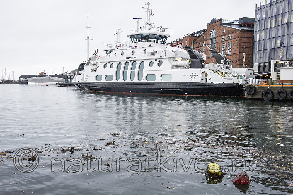 BB_20181202_0099 / Anas platyrhynchos / Stokkand