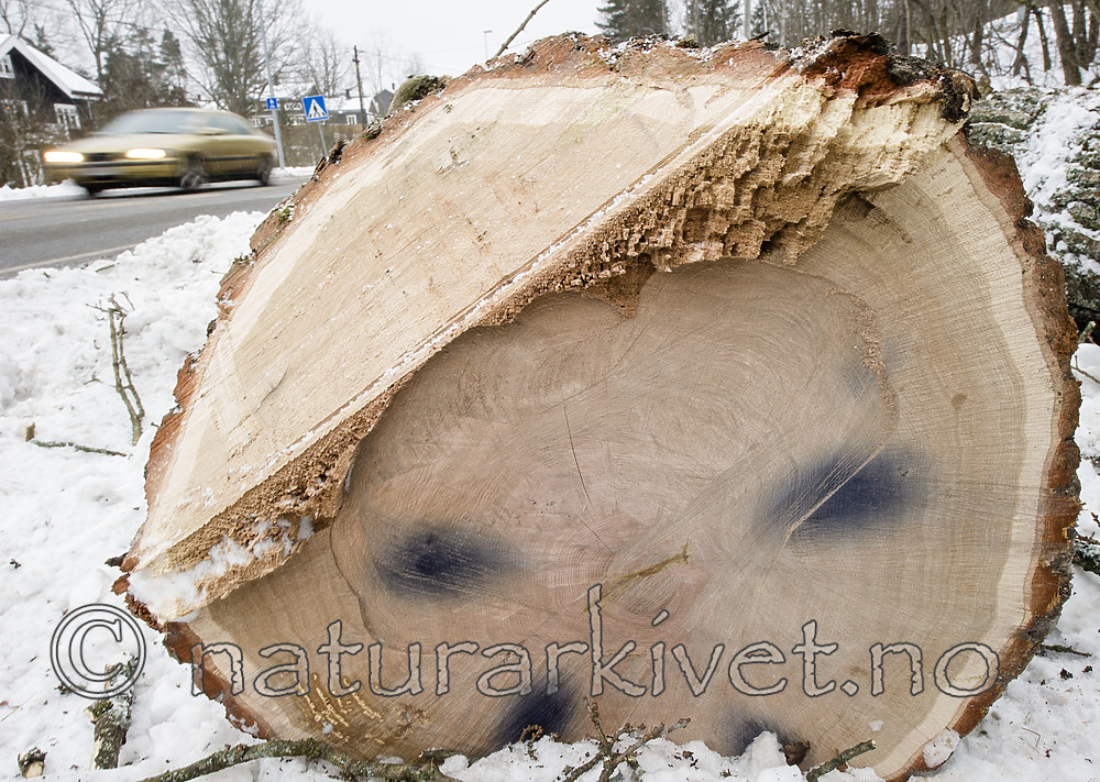 BB_20181215_0019 / Quercus robur / Sommereik